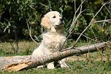 GOLDEN RETRIEVER 1089